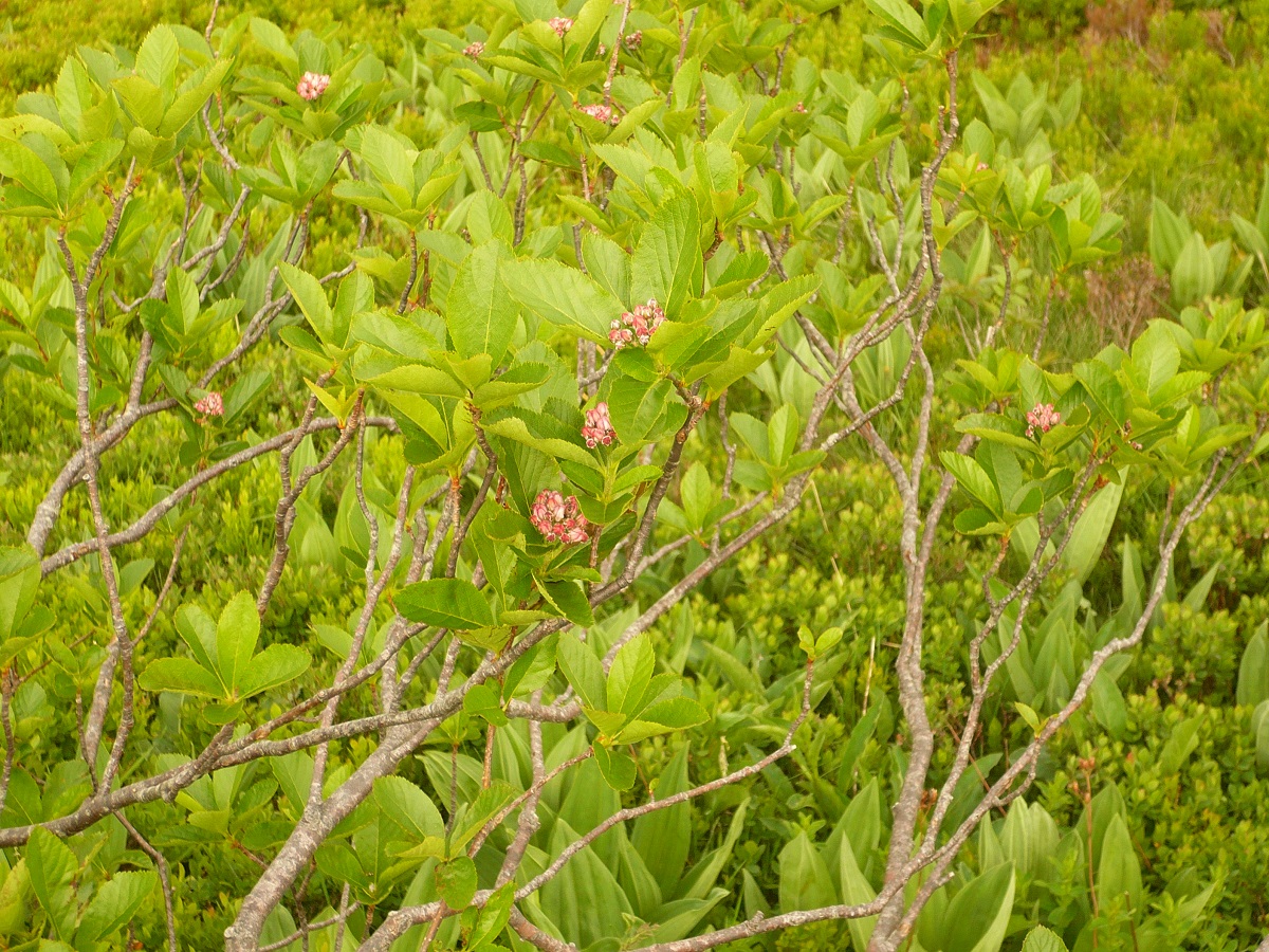 Sorbus chamaemespilus (Rosaceae)